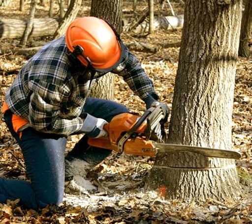 Tree Removal in Adams, OK